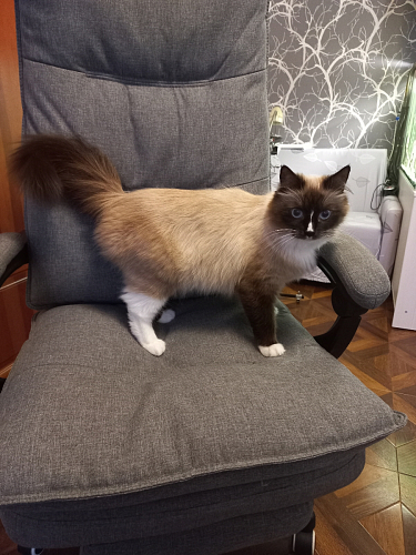 Компьютерное кресло Rapid серое фото покупателя 59