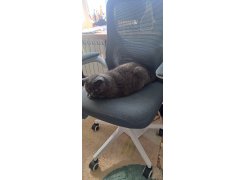 Компьютерное кресло Konfi light gray / white фото покупателя 170