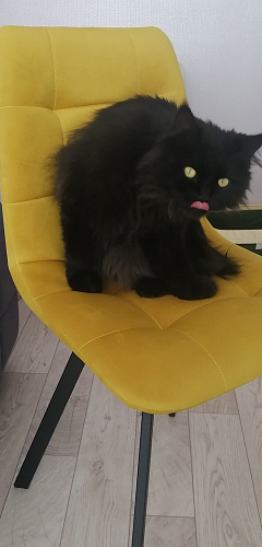 Стул на металлокаркасе Чилли К темно-серый (velutto 32) / черный фото покупателя 688