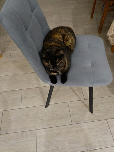 Стул на металлокаркасе Чилли К темно-серый (velutto 32) / черный фото покупателя 526