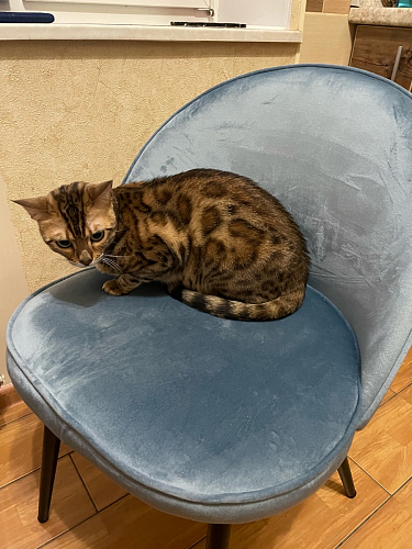 Стул на металлокаркасе Dodo blue фото покупателя 38