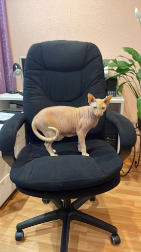 Компьютерное кресло Comfort lux черныq фото покупателя 62