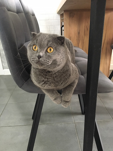 Стул на металлокаркасе Чилли синяя ткань / белый фото покупателя 1001