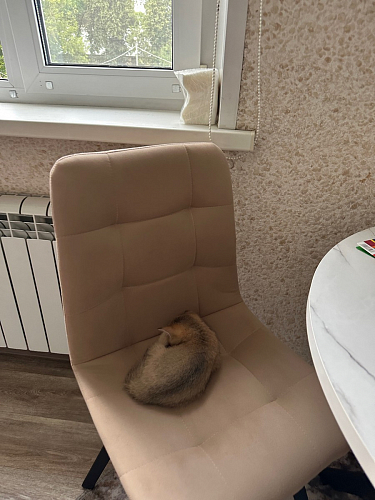 Стул на металлокаркасе Чилли К темно-серый (velutto 32) / черный фото покупателя 184