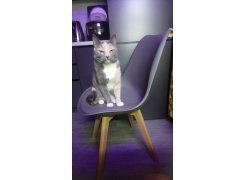 Стул Bonuss blue / wooden legs фото покупателя 12