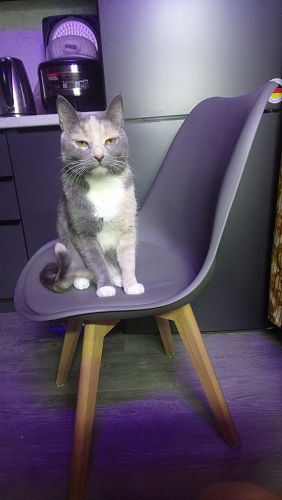 Деревянный стул Bonuss light gray / wood фото покупателя 7