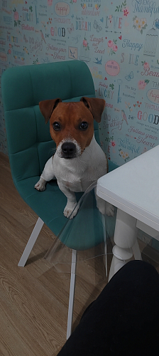 Стул на металлокаркасе Чилли бежевый / белый каркас фото покупателя 54