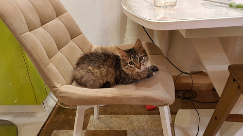 Стул на металлокаркасе Челси велюр коричневый / черный каркас фото покупателя 10