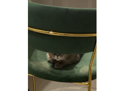 Стул на металлокаркасе Kamelia зеленый / золото фото покупателя 55