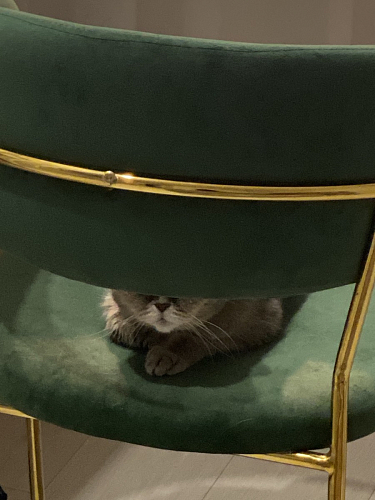 Стул на металлокаркасе Kamelia голубой / голубой / золотой фото покупателя 73