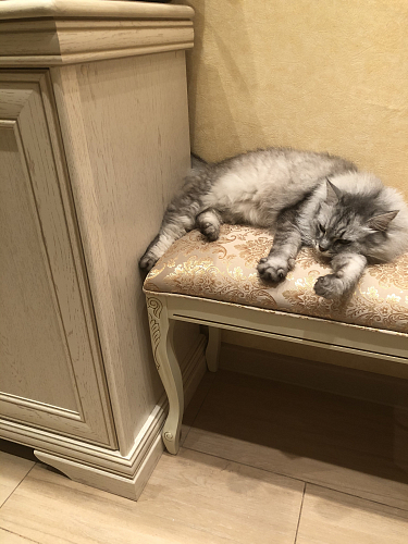 Банкетка Валентино патина золото 304 / бежевый фото покупателя 5