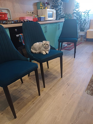 Стул на металлокаркасе Kora green / black фото покупателя 398