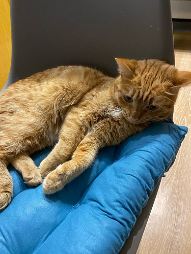 Пластиковый стул Eames PC-015 желтый фото покупателя 230