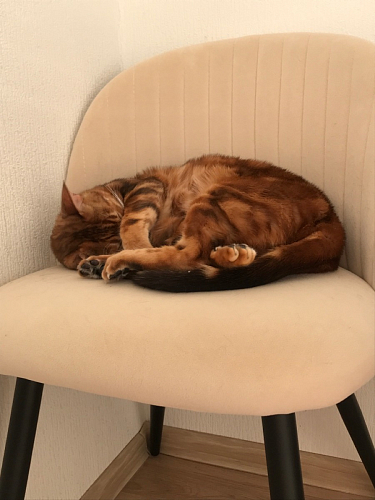 Стул на металлокаркасе Gabi 1 темно-серый / черный фото покупателя 12