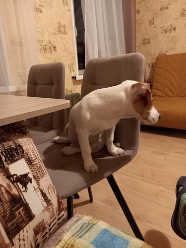 Стул на металлокаркасе Чилли К светло-серый велюр / черный каркас фото покупателя 1093