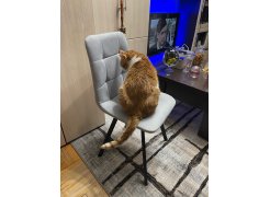 Стул на металлокаркасе Чилли черный фото покупателя 68