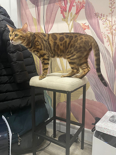 Барный стул Лофт линкольн белый / белый матовый фото покупателя 19