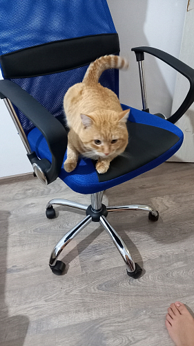 Компьютерное кресло Arano синее фото покупателя 61