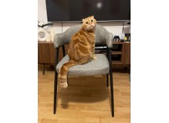 Стул на металлокаркасе Twin gray / black фото покупателя 33