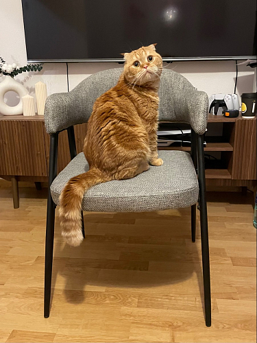 Стул на металлокаркасе Twin gray / black фото покупателя 33