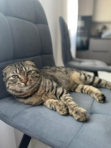 Стул на металлокаркасе Чилли бежевый / белый каркас фото покупателя 1521