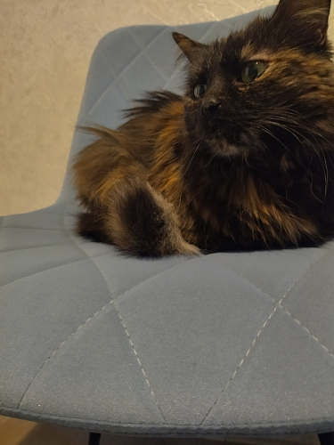 Стул на металлокаркасе Fox light blue / black фото покупателя 10