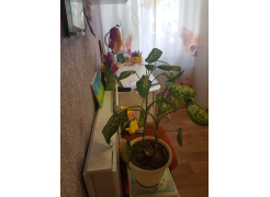 Стол книжка СтК4 дуб сонома / белый фото покупателя 9