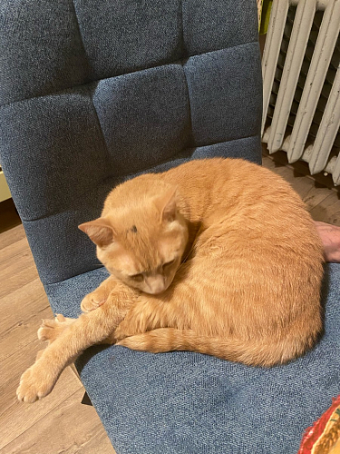 Стул на металлокаркасе Bruk blue / white фото покупателя 2