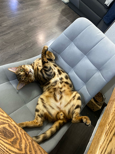 Стул на металлокаркасе Челси бежевый / белый каркас фото покупателя 6