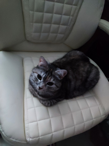 Компьютерное кресло Herd light grey фото покупателя 84