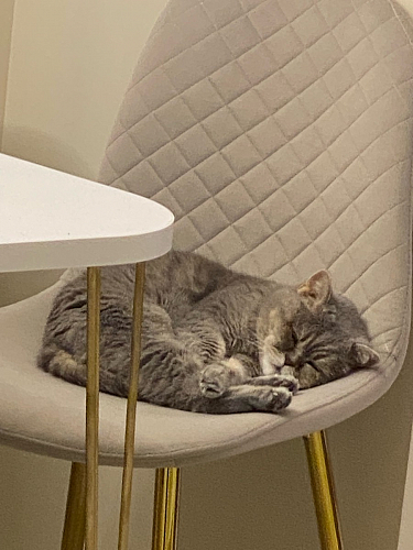 Стул на металлокаркасе Dabl 01 champagne / gold фото покупателя 155