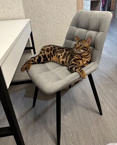 Комплект стульев Форт 4 шт кирпичный / чёрный фото покупателя 38