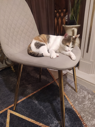 Стул на металлокаркасе Dabl wine red фото покупателя 80