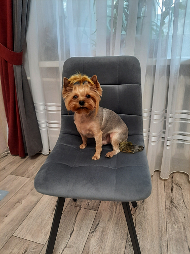 Комплект стульев Чилли 4 шт бежевый / черный фото покупателя 64