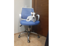 Компьютерное кресло Ergoplus белое / голубое фото покупателя 1