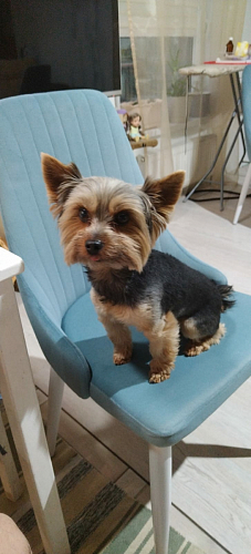 Стул на металлокаркасе Kora light blue / white фото покупателя 95