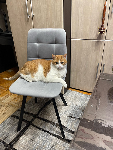 Стул на металлокаркасе Чилли К темно-серый (velutto 32) / черный фото покупателя 67