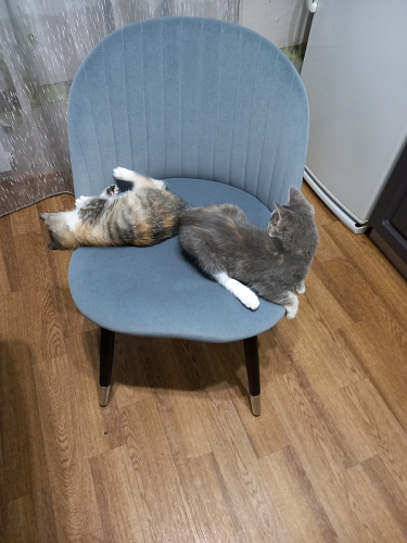 Стул на металлокаркасе Gabi 1 light purple / black / gold фото покупателя 24