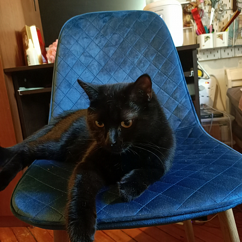 Стул на металлокаркасе Capri голубой фото покупателя 24