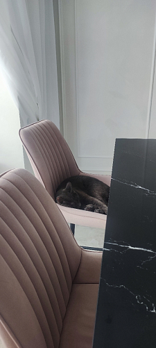 Комплект стульев Седа К 4 шт латте / черный фото покупателя 337