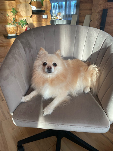 Компьютерное кресло Тибо 01 светло-коричневый / черный фото покупателя 128